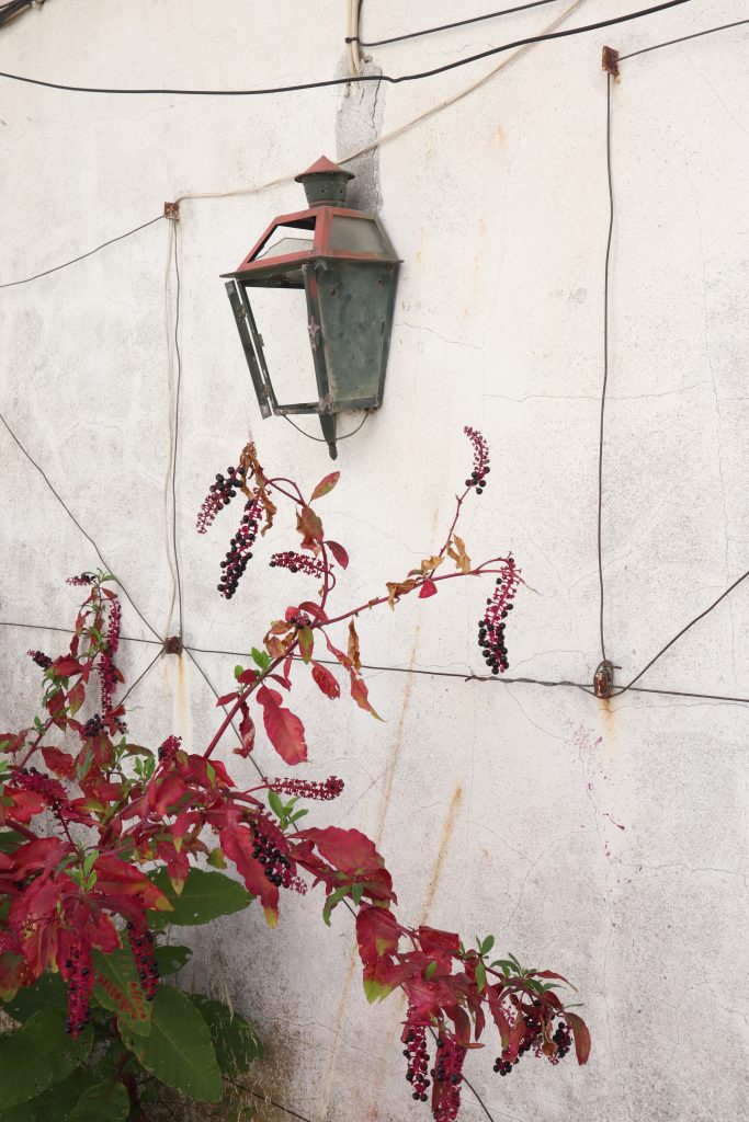 Pink wall and plants, Azeitão Portugal